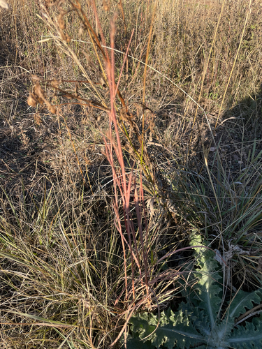 Schizachyrium scoparium observed 2026-10-26