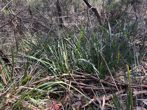 Lomandra longifolia observed 2026-10-27
