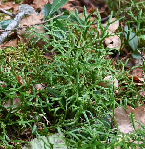 Diphasiastrum complanatum observed 2026-10-26