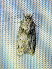 Semioscopis