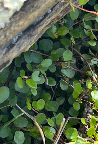 Muehlenbeckia observed 2026-10-27