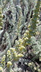 Artemisia pycnocephala