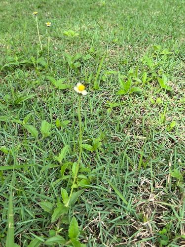 Tridax procumbens observed 2026-10-27