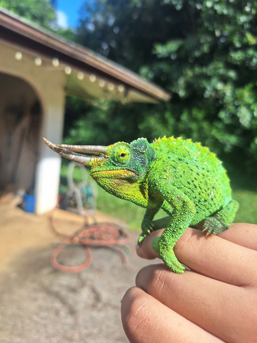 Trioceros jacksonii observed 2026-10-26