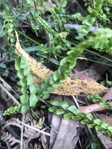 Lindsaea linearis observed 2026-10-27