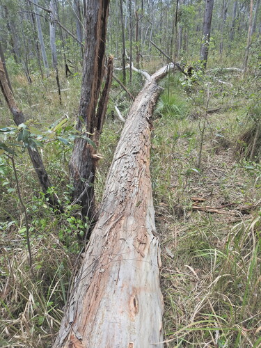 Eucalyptus signata observed 2026-10-27