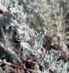 Artemisia pycnocephala