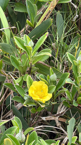 Hibbertia scandens observed 2026-10-27