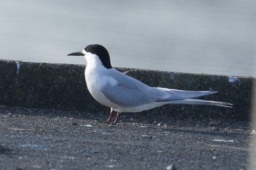 Sterna striata, 2026-10-21