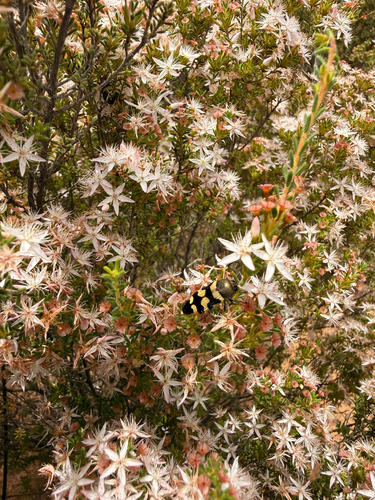 Calytrix, 2026-10-27