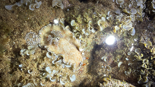 Platydoris formosa, 2026-10-25