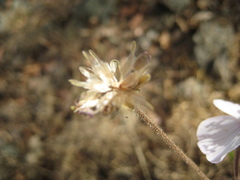 Tridax palmeri