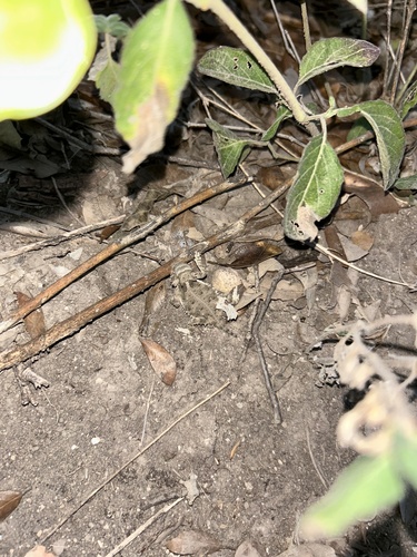 Phrynosoma cornutum, 2026-10-26