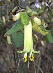 Correa reflexa reflexa