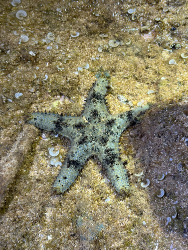 Asteropsis carinifera observed 2026-10-25