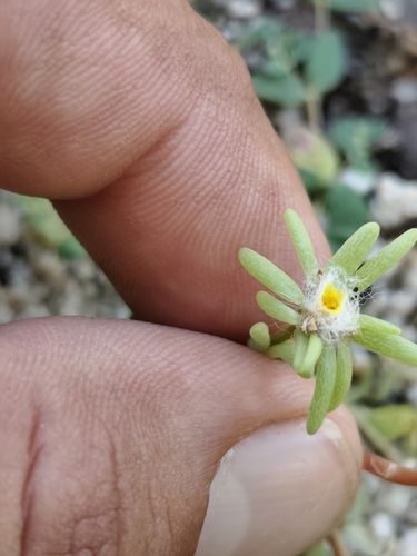 Portulaca pilosa observed 2026-10-24