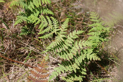 Histiopteris incisa observed 2026-10-24