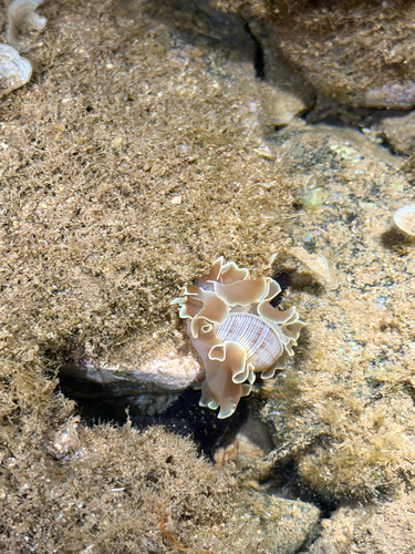 Hydatina physis observed 2026-10-25