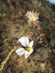Tridax palmeri