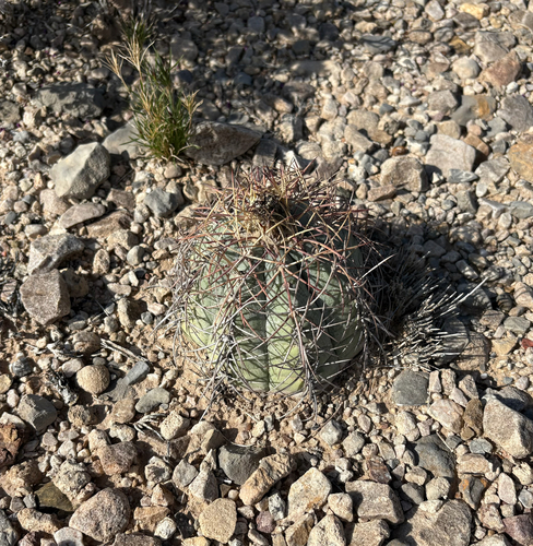 Echinocactus horizonthalonius, 2026-10-23