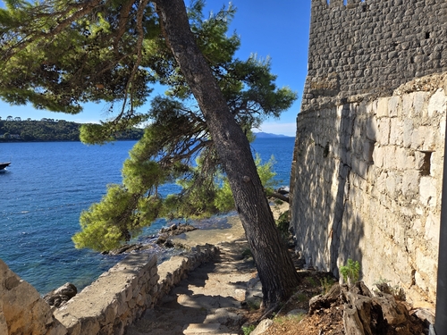 Pinus halepensis observed 2026-10-26