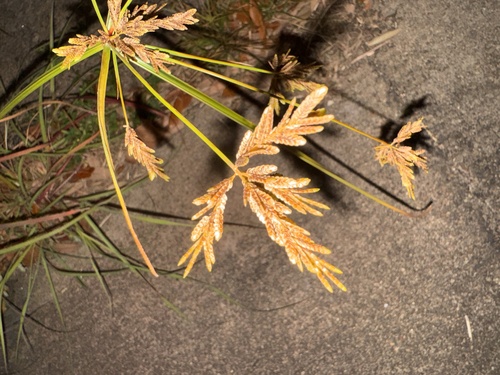 Cyperus iria observed 2026-10-26