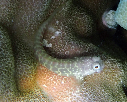 Salarias segmentatus observed 2026-10-27