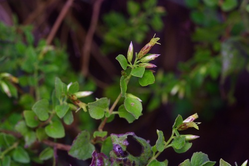 California brickellbush (Brickellia californica)