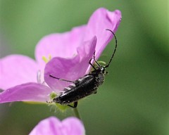 Stictoleptura canadensis
