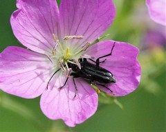 Stictoleptura canadensis