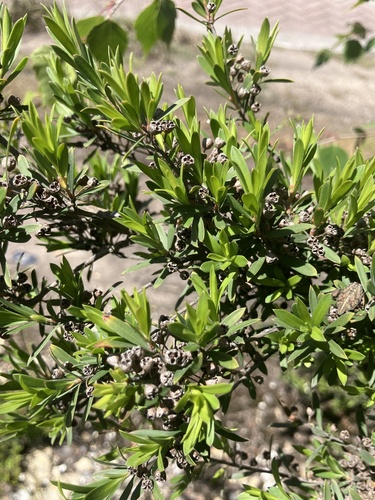 Kunzea ericoides observed 2026-10-27
