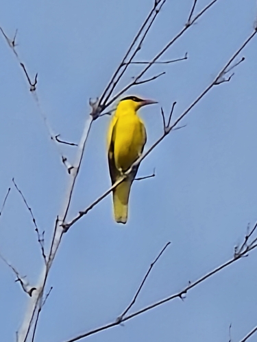 Oriolus chinensis observed 2026-10-27