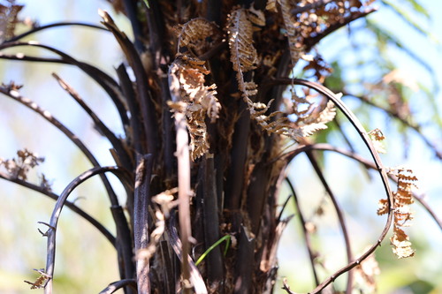Dicksonia squarrosa observed 2026-10-24