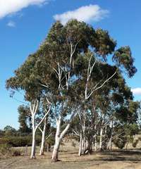 Eucalyptus rubida