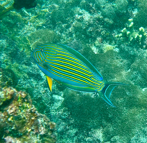 Acanthurus observed 2026-10-27