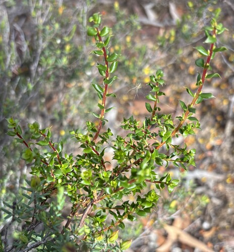 Leucopogon observed 2026-10-27
