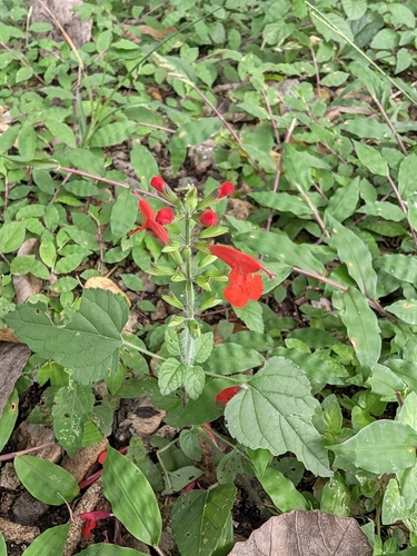 Salvia coccinea observed 2026-10-26