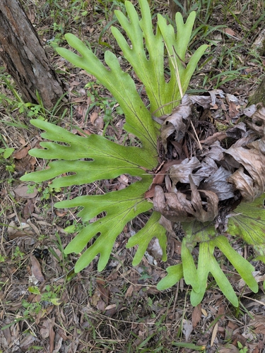 Platycerium observed 2026-10-27