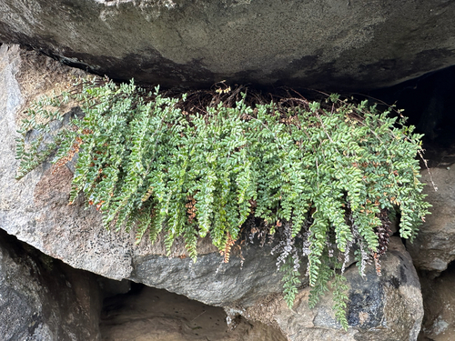 Myriopteris gracillima observed 2026-10-26