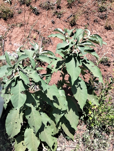 Solanum mauritianum observed 2026-10-26