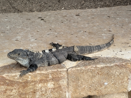 Ctenosaura, 2026-10-26