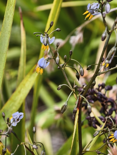Dianella observed 2026-10-27