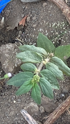 Euphorbia hirta observed 2026-10-27