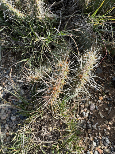 Opuntia polyacantha observed 2026-10-26