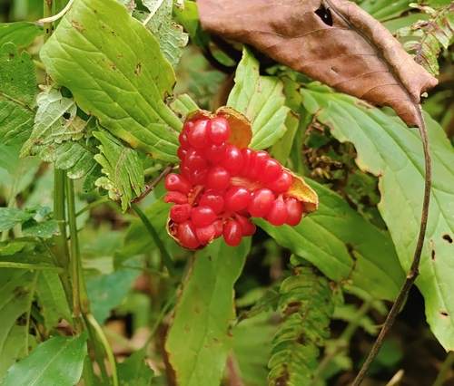 Paris polyphylla observed 2026-10-24
