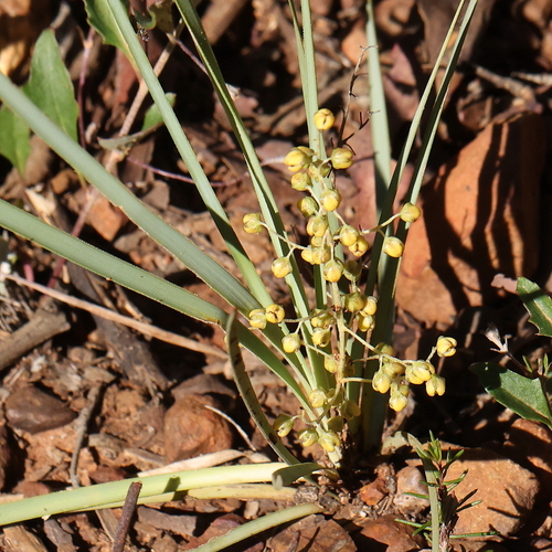 Lomandra filiformis observed 2026-10-26