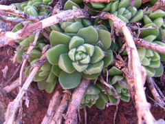 Sedum ebracteatum