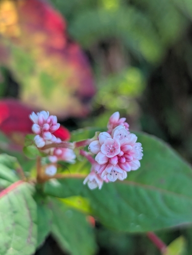 Persicaria chinensis observed 2026-10-26