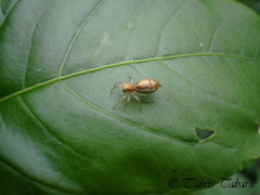 Cosmophasis lami