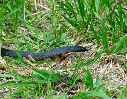 Acanthophis observed 2026-10-27